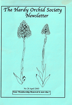 Anacamptis pyramidalis