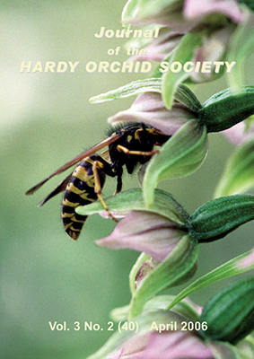 Broad-leaved Helleborine with wasp