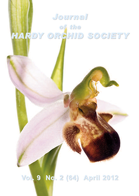 Ophrys apifera var. bicolor