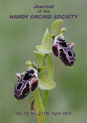 Ophrys kotschyi