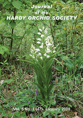 Cephalanthera longifolia