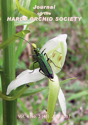 Lesser Butterfly-orchid with Flower Beetle Oedemera nobilis