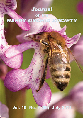 Apis mellifera pollinating Orchis militaris