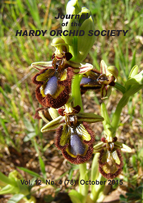 Ophrys speculum