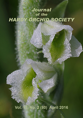 Spiranthes spiralis