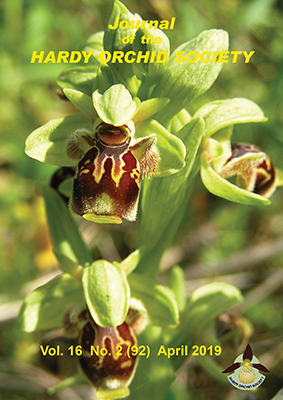 Ophrys attica 