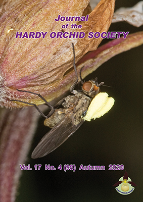 Marsh Helleborine