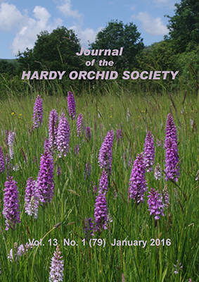 Orchids on Malvern Common