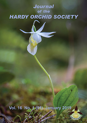 Calypso bulbosa