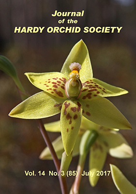 Thelymitra villosa 