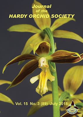 Calanthe tsoogiana