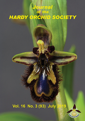 Ophrys speculum