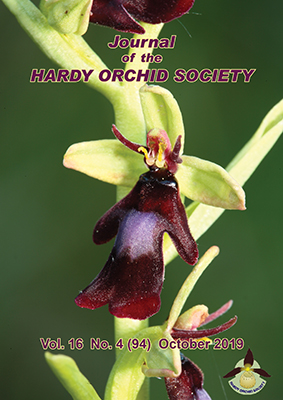 fly orchid