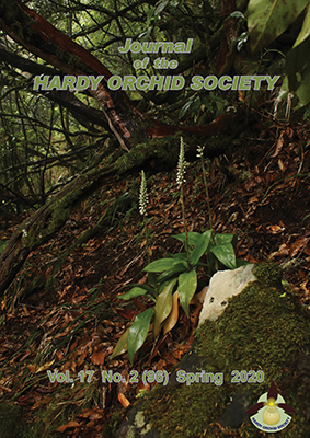 Goodyera macrophylla