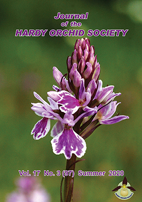 Dactylorhiza maculata