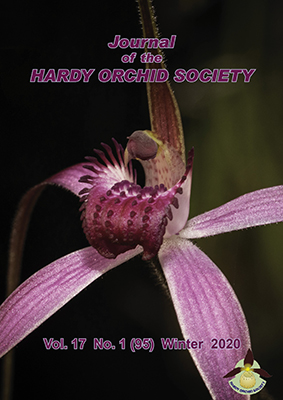 Caladenia harringtoniae