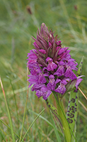 Dactylorhiza kerryensis ssp. occidentalis Irish Marsh-orchid