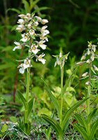 Marsh Helleborine