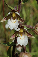 Marsh Helleborine