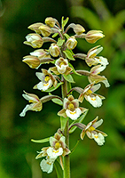 Marsh Helleborine