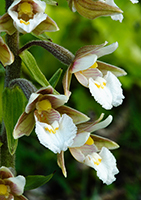 Marsh Helleborine