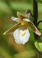 Marsh Helleborine