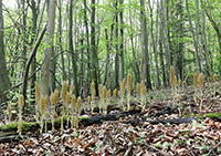 Neottia nidus-avis Bird’s-nest Orchid