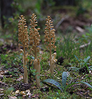 Neottia nidus-avis Bird’s-nest Orchid