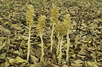 Neottia nidus-avis Bird’s-nest Orchid