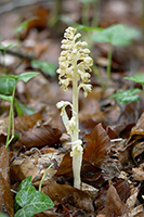 Neottia nidus-avis Bird’s-nest Orchid