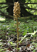 Neottia nidus-avis Bird’s-nest Orchid