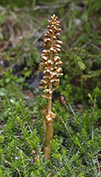 Neottia nidus-avis Bird’s-nest Orchid