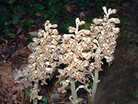 Neottia nidus-avis Bird’s-nest Orchid