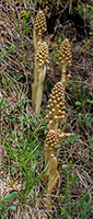 Neottia nidus-avis Bird’s-nest Orchid