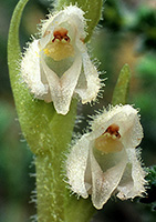 Creeping Lady’s-tresses