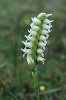 Spiranthes romanzoffiana Irish Lady’s-tresses