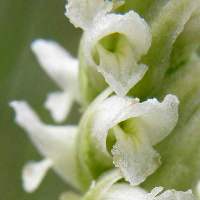 Spiranthes romanzoffiana Irish Lady’s-tresses