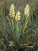 Spiranthes romanzoffiana Irish Lady’s-tresses