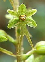 Neottia cordata Lesser Twayblade