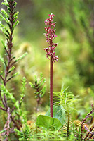 Neottia cordata Lesser Twayblade