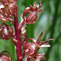 Neottia cordata Lesser Twayblade