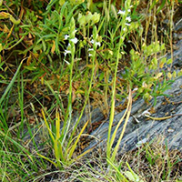 Spiranthes aestivalis Summer Lady’s-tresses