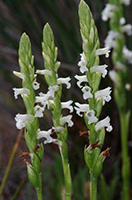 Spiranthes aestivalis Summer Lady’s-tresses