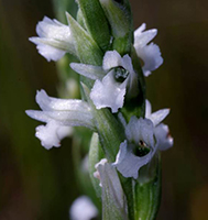 Spiranthes aestivalis Summer Lady’s-tresses