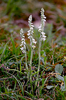 Spiranthes spiralis Autumn Lady’s-tresses