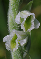 Spiranthes spiralis Autumn Lady’s-tresses