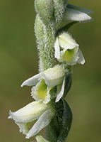 Spiranthes spiralis Autumn Lady’s-tresses