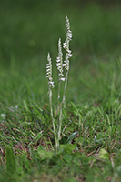 Spiranthes spiralis Autumn Lady’s-tresses