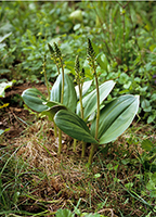 Neottia ovata Common Twayblade