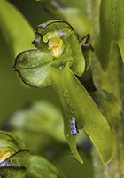 Neottia ovata Common Twayblade